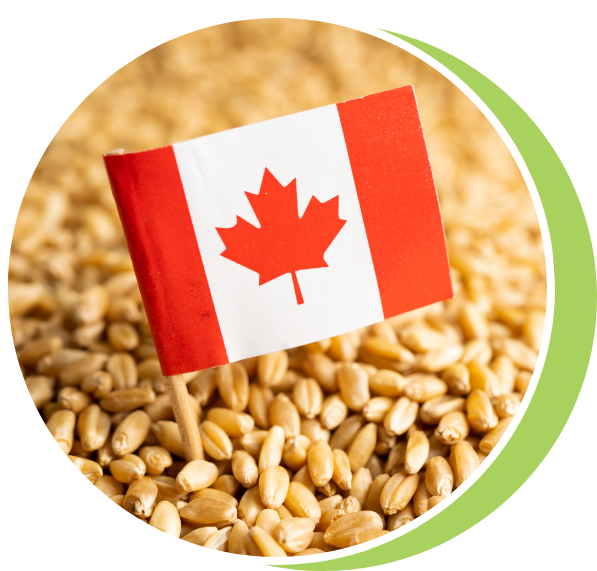 Made in Canada Flag in grains