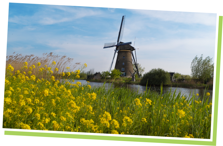 windmill across river yellow flowers in foreground